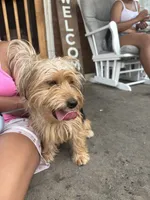 Blakely, a male Yorkshire Terrier for sale in Reading, PA – 2 of 4
