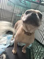 Milo, a female French Bulldog for sale in Reading, PA – 2 of 2