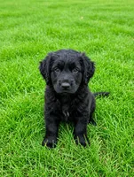 Apollo, a male Cocker Spaniel and Sheepadoodle for sale in Sammamish, WA – 1 of 3