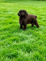Apollo, a male Cocker Spaniel and Sheepadoodle for sale in Sammamish, WA – 3 of 3