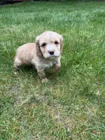 Arsenio, a male Cocker Spaniel and Sheepadoodle for sale in Sammamish, WA – 8 of 9