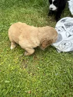 Arsenio, a male Cocker Spaniel and Sheepadoodle for sale in Sammamish, WA – 5 of 9