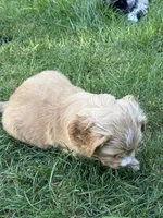 Arsenio, a male Cocker Spaniel and Sheepadoodle for sale in Sammamish, WA – 1 of 9