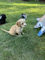Arsenio, a male Cocker Spaniel and Sheepadoodle for sale in Sammamish, WA – 9 of 9