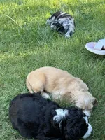 Arsenio, a male Cocker Spaniel and Sheepadoodle for sale in Sammamish, WA – 6 of 9