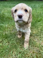 Arsenio, a male Cocker Spaniel and Sheepadoodle for sale in Sammamish, WA – 4 of 9