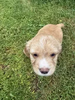 Arsenio, a male Cocker Spaniel and Sheepadoodle for sale in Sammamish, WA – 2 of 9