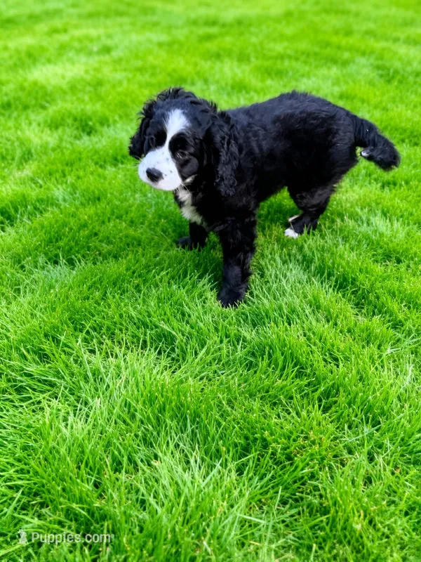 Nelly – Cocker Spaniel, Sheepadoodle puppy for sale in Sammamish, WA