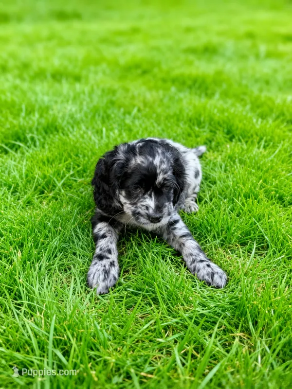 Gucci – Cocker Spaniel, Sheepadoodle puppy for sale in Sammamish, WA