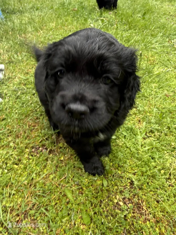 Lolo – Cocker Spaniel, Sheepadoodle puppy for sale in Sammamish, WA