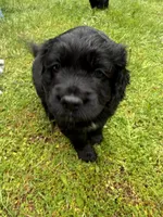 Lolo, a male Cocker Spaniel and Sheepadoodle for sale in Sammamish, WA – 1 of 4