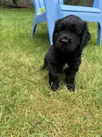 Lolo, a male Cocker Spaniel and Sheepadoodle for sale in Sammamish, WA – 4 of 4