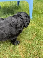 Lolo, a male Cocker Spaniel and Sheepadoodle for sale in Sammamish, WA – 3 of 4