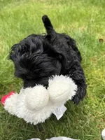Lolo, a male Cocker Spaniel and Sheepadoodle for sale in Sammamish, WA – 2 of 4