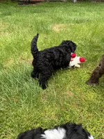Lulu, a female Cocker Spaniel and Sheepadoodle for sale in Sammamish, WA – 4 of 4