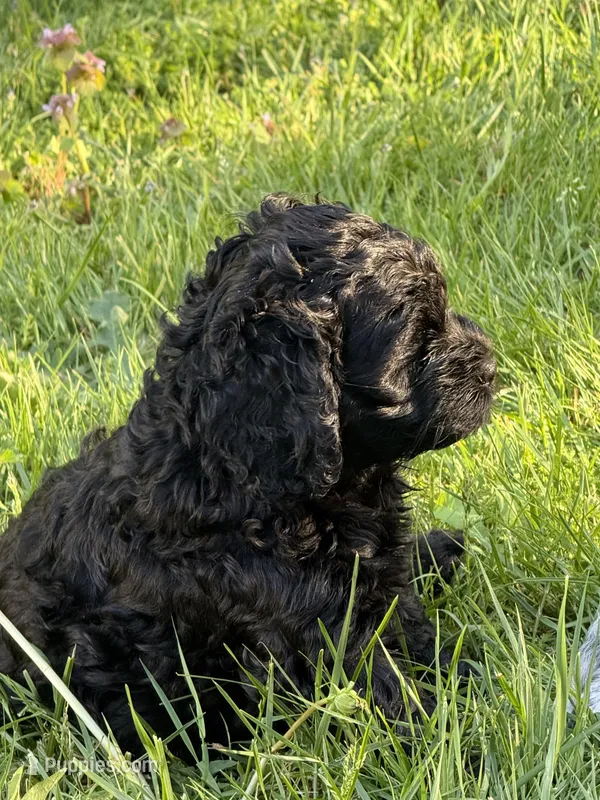 Lulu – Cocker Spaniel, Sheepadoodle puppy for sale in Sammamish, WA