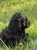 Lulu, a female Cocker Spaniel and Sheepadoodle for sale in Sammamish, WA – 1 of 4