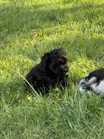 Lulu, a female Cocker Spaniel and Sheepadoodle for sale in Sammamish, WA – 3 of 4