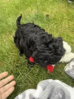 Lulu, a female Cocker Spaniel and Sheepadoodle for sale in Sammamish, WA – 2 of 4