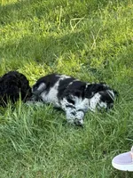 Gucci, a female Cocker Spaniel and Sheepadoodle for sale in Sammamish, WA – 3 of 6