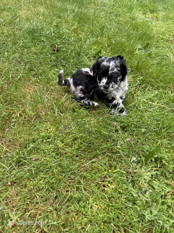 Gucci – Cocker Spaniel, Sheepadoodle puppy for sale in Sammamish, WA