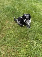 Gucci, a female Cocker Spaniel and Sheepadoodle for sale in Sammamish, WA – 1 of 6