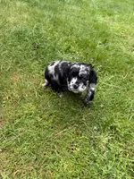 Gucci, a female Cocker Spaniel and Sheepadoodle for sale in Sammamish, WA – 6 of 6