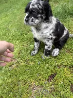 Gucci, a female Cocker Spaniel and Sheepadoodle for sale in Sammamish, WA – 5 of 6
