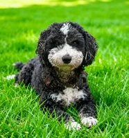 Apollo, a male Cocker Spaniel and Sheepadoodle for sale in Sammamish, WA – 2 of 3