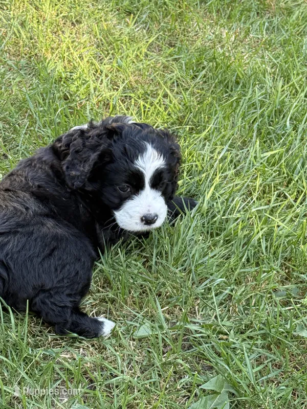 Nelly – Cocker Spaniel, Sheepadoodle puppy for sale in Sammamish, WA