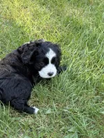 Nelly, a female Cocker Spaniel and Sheepadoodle for sale in Sammamish, WA – 1 of 5