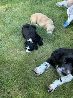 Nelly, a female Cocker Spaniel and Sheepadoodle for sale in Sammamish, WA – 5 of 5