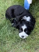 Nelly, a female Cocker Spaniel and Sheepadoodle for sale in Sammamish, WA – 2 of 5