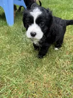 Nelly, a female Cocker Spaniel and Sheepadoodle for sale in Sammamish, WA – 4 of 5