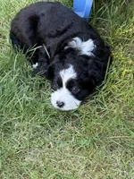 Nelly, a female Cocker Spaniel and Sheepadoodle for sale in Sammamish, WA – 3 of 5