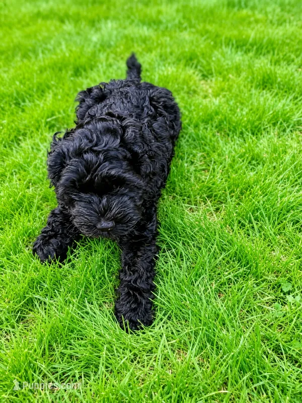 Lulu – Cocker Spaniel, Sheepadoodle puppy for sale in Sammamish, WA