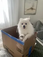 Prince, a male Pomeranian for sale in Decatur, TN – Photo 6 of 6