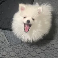 Prince, a male Pomeranian for sale in Decatur, TN – Photo 1 of 6