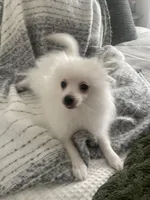 Prince, a male Pomeranian for sale in Decatur, TN – Photo 5 of 6