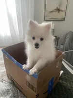 Prince, a male Pomeranian for sale in Decatur, TN – Photo 4 of 6