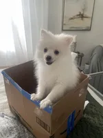 Prince, a male Pomeranian for sale in Decatur, TN – Photo 3 of 6