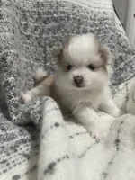 Mo, a male Pomeranian for sale in Decatur, TN – Photo 5 of 5