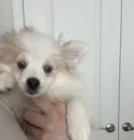 Mo, a male Pomeranian for sale in Decatur, TN – Photo 3 of 4