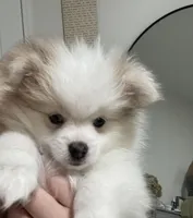 Mo, a male Pomeranian for sale in Decatur, TN – Photo 1 of 5