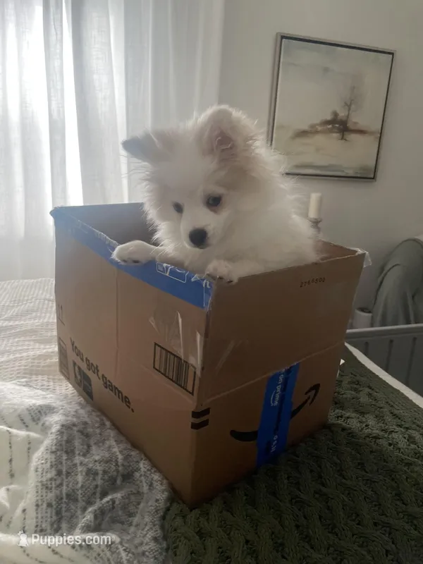 Mo – Pomeranian puppy for sale in Decatur, TN