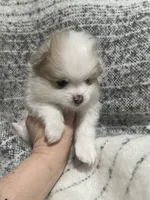 Mo, a male Pomeranian for sale in Decatur, TN – Photo 4 of 5