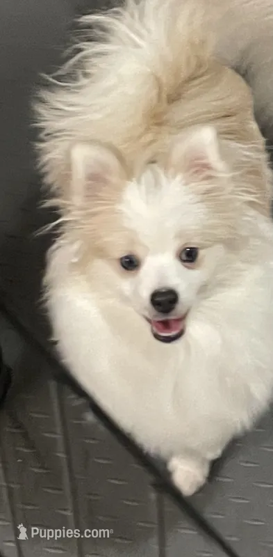 Mo – Pomeranian puppy for sale in Decatur, TN