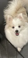 Mo, a male Pomeranian for sale in Decatur, TN – 1 of 2