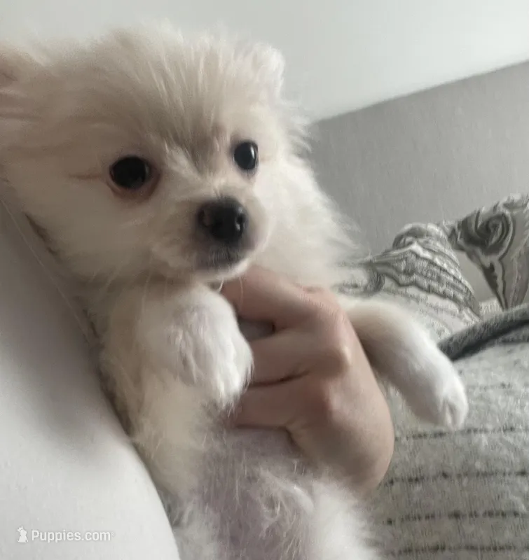 Cuddles – Pomeranian puppy for sale in Decatur, TN