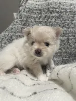 Cuddles, a male Pomeranian for sale in Decatur, TN – Photo 4 of 4